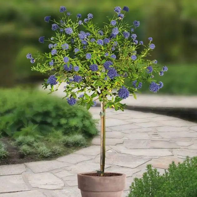 Standard Ceanothus v1