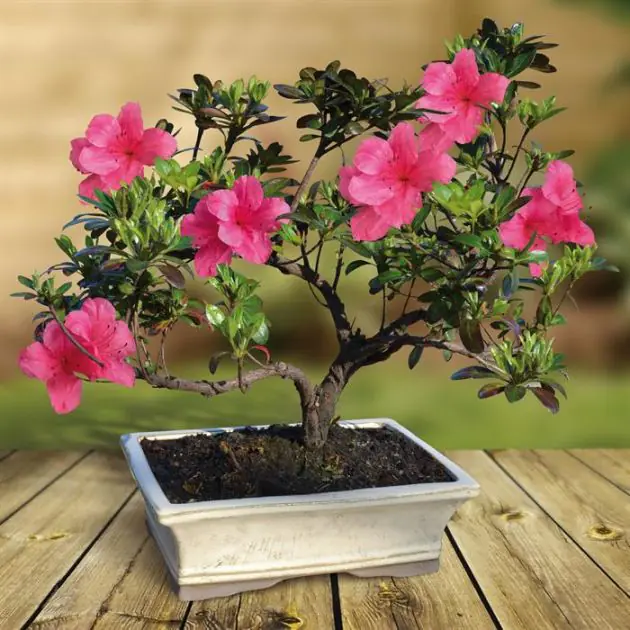 bonsai-rododendron-v2