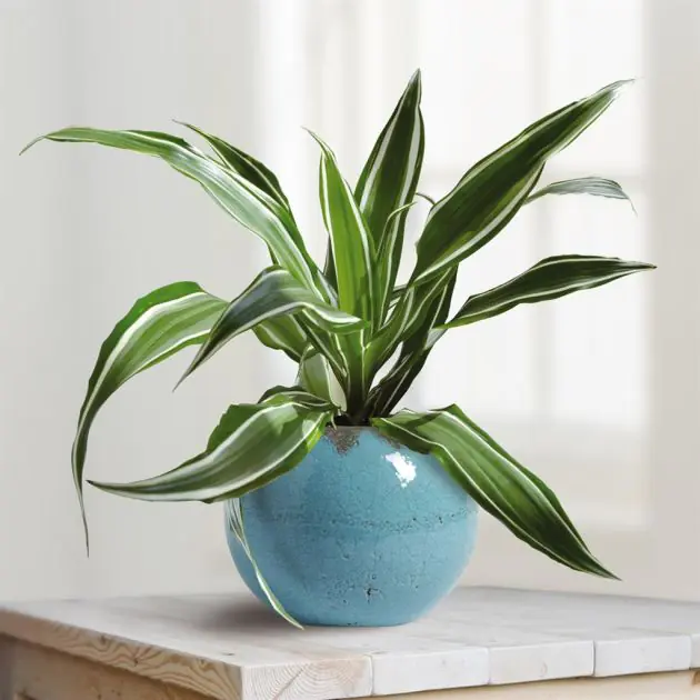 Dracaena-White-Stripe