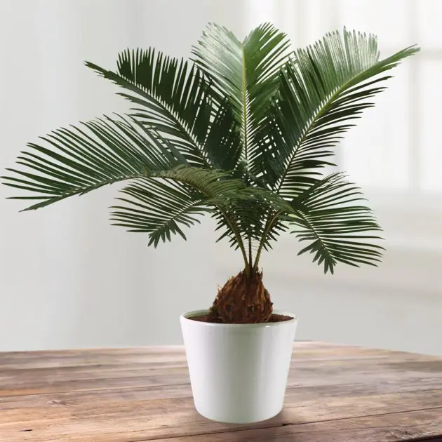 Cycca revoluta decorum v1