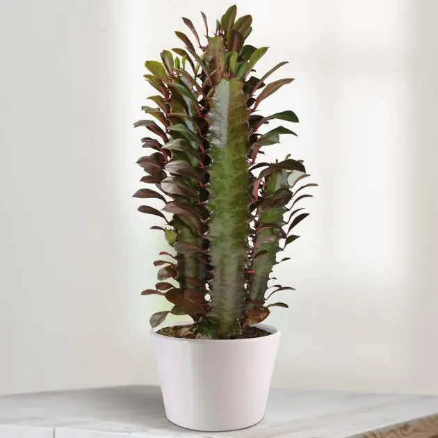 Euphorbia Rubra