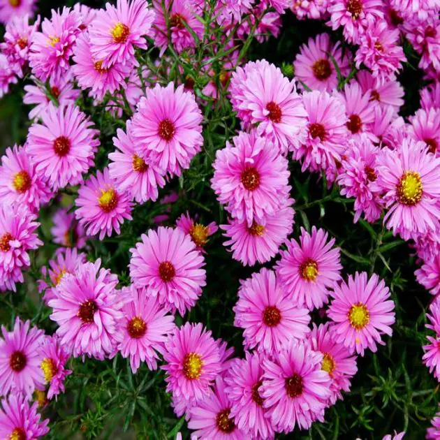Aster dumosus Jenny