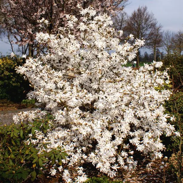 Magnolia stellata