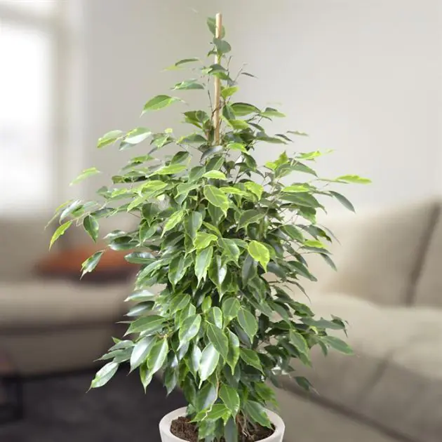 ficus benja anastasia v2