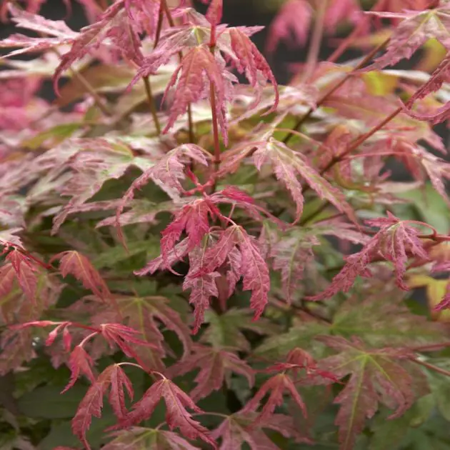 Acer palmatum Phoenix
