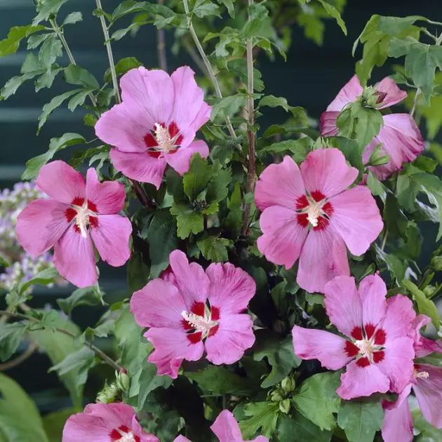 hibiscus siriacus Woodbridge