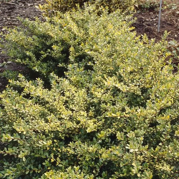Ilex crenata Golden Gem