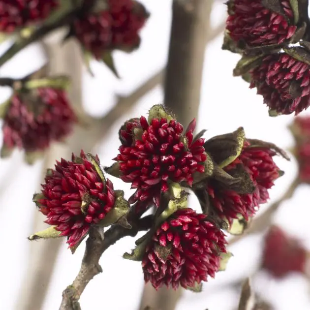 Parrotia Persica