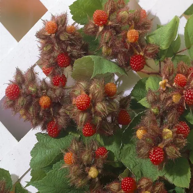 Rubus phoenicolasius