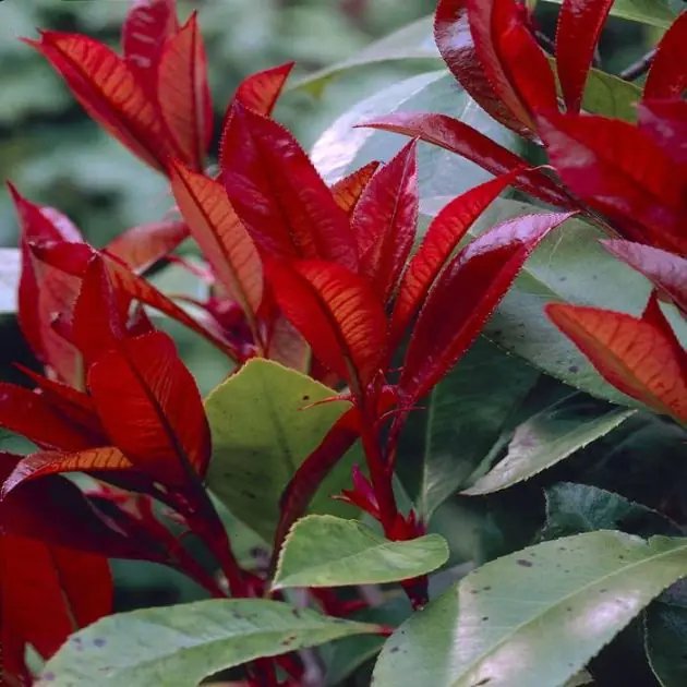 Photinia Red Robin V2