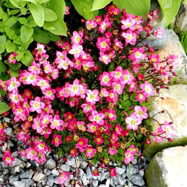 Saxifraga Peter Pan