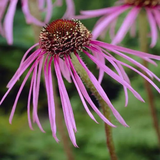 Echinacea Pallida V2