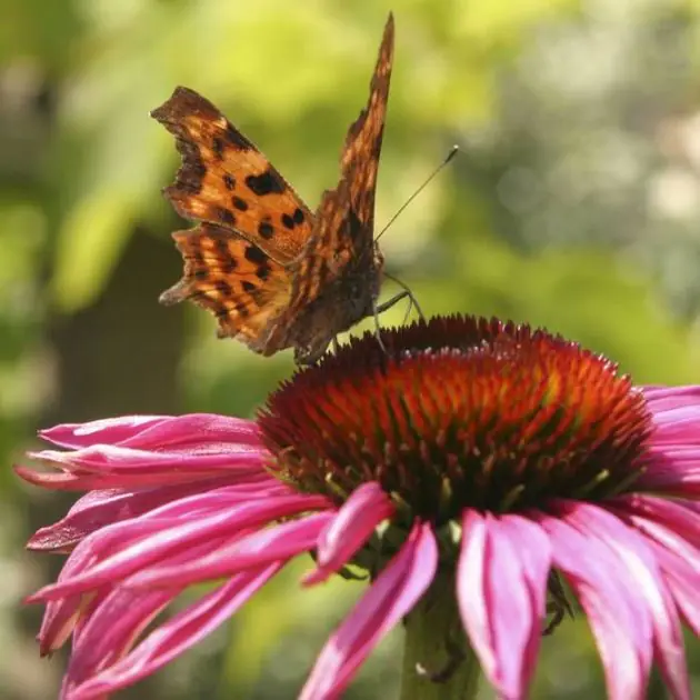 Echinacea Pallida v3