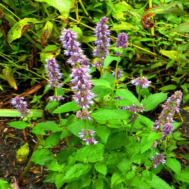 Agastache  Blue Fortune 
