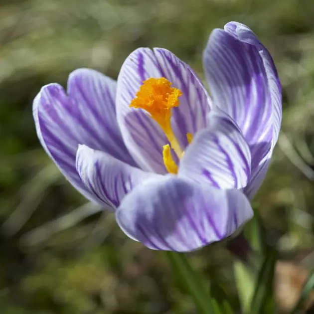 Crocus Pickwick 