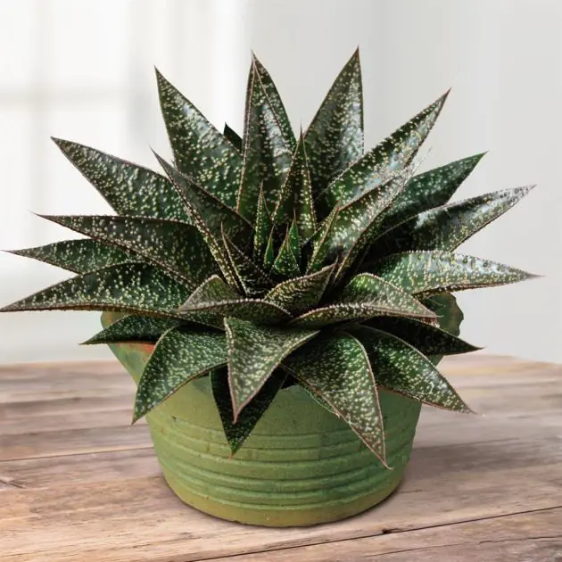 Aloe Flow