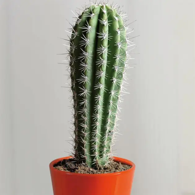 Cactus Pachycereus pringlei