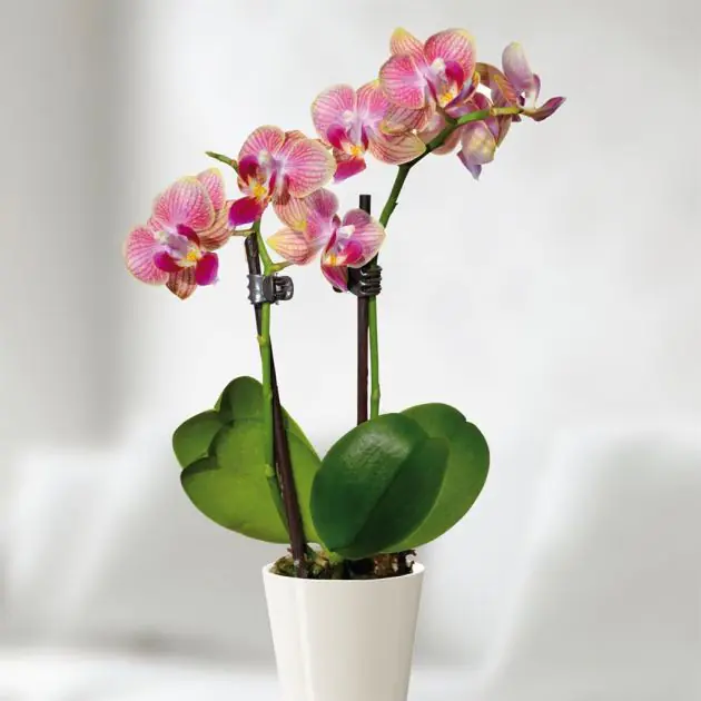 mini-orchid-maramge -v2