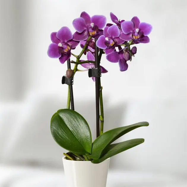 mini-orchid-purple -v2