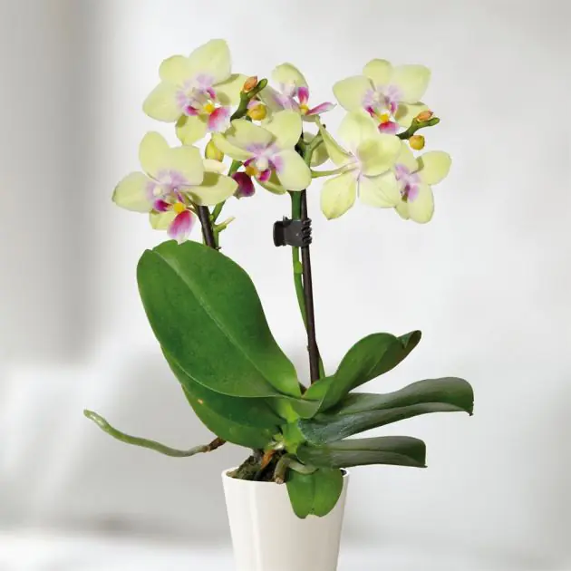 mini-orchid-yellow -v2