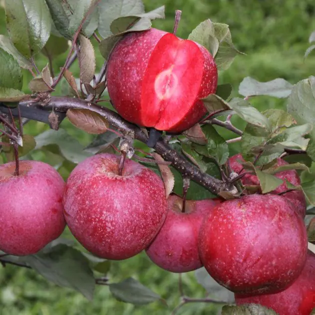 Malus Baya  Marisa