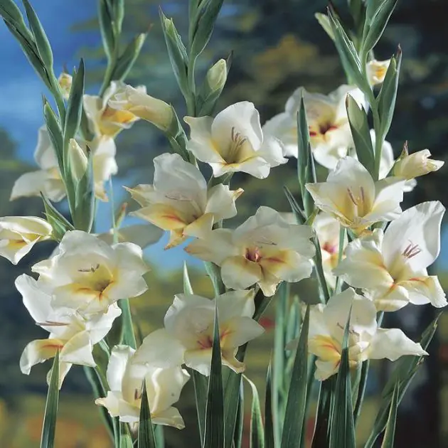 Gladioli Halley