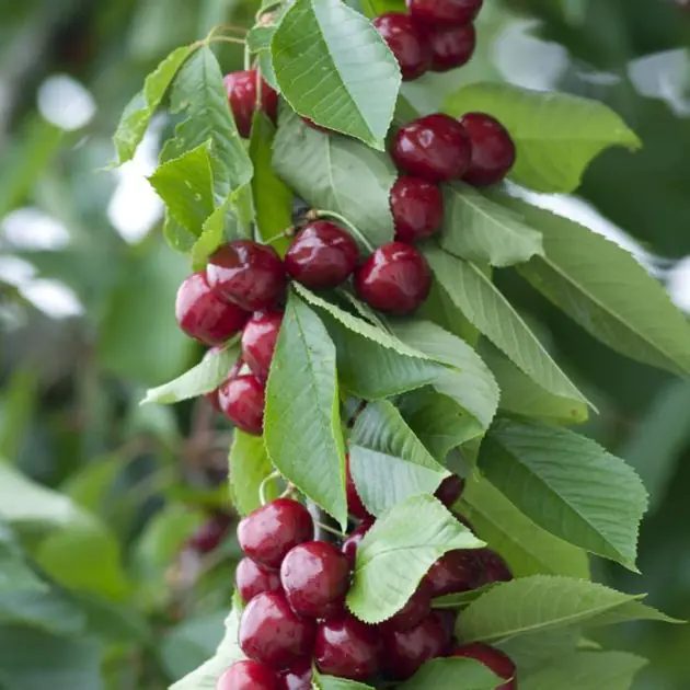Prunus avium Sylvia