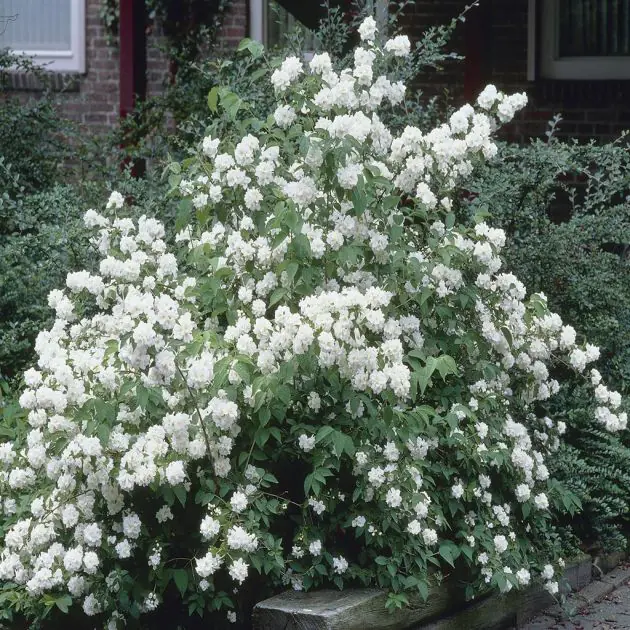 Philasdelphus Dame Blanche