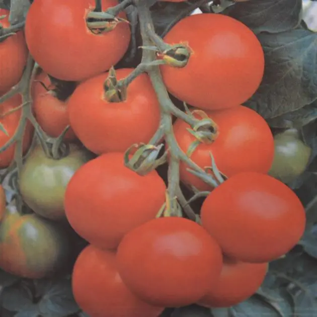 Bushtomato