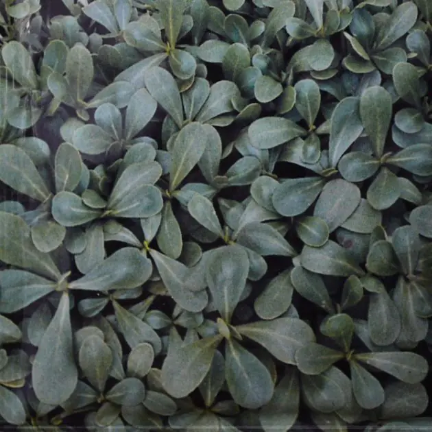 Purslane Green