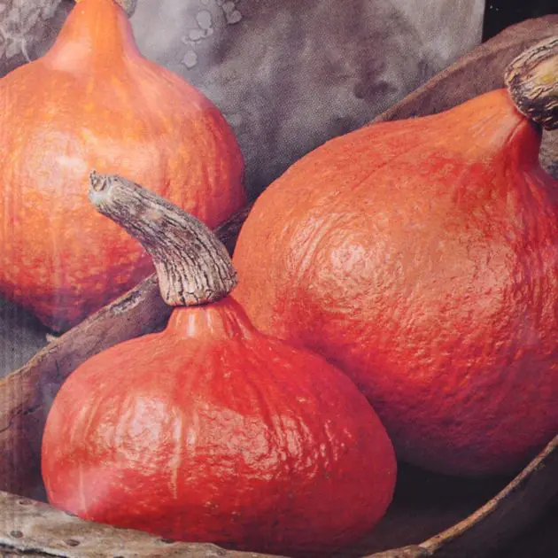 Pumpkin Uchiki Kuri