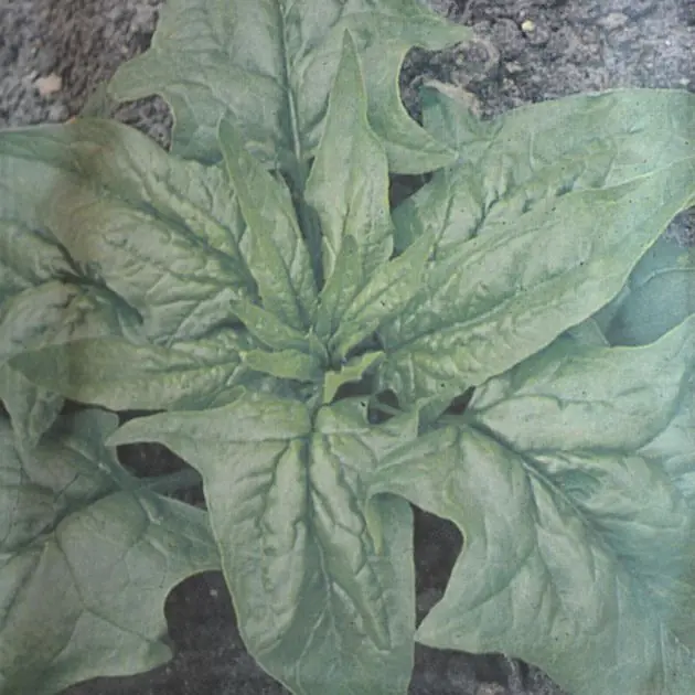 Spinach A