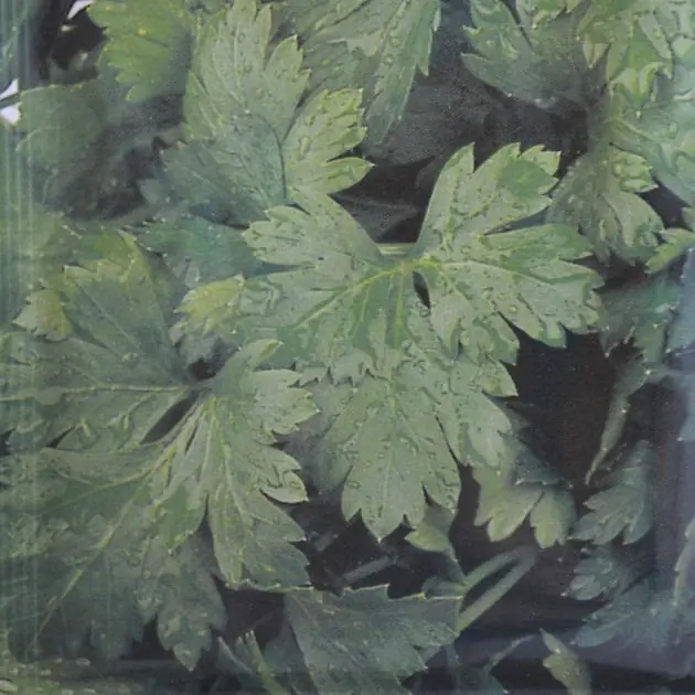 Cutting Celery