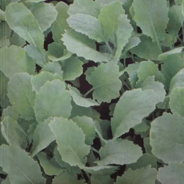 Greens