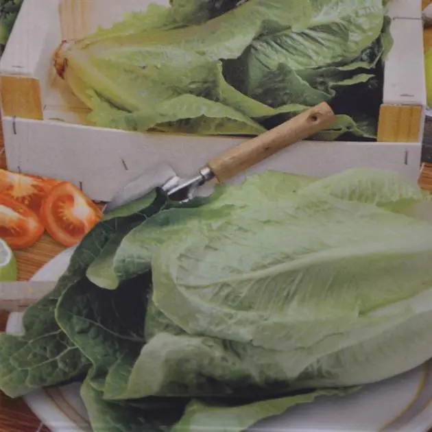 Lettuce Paris White