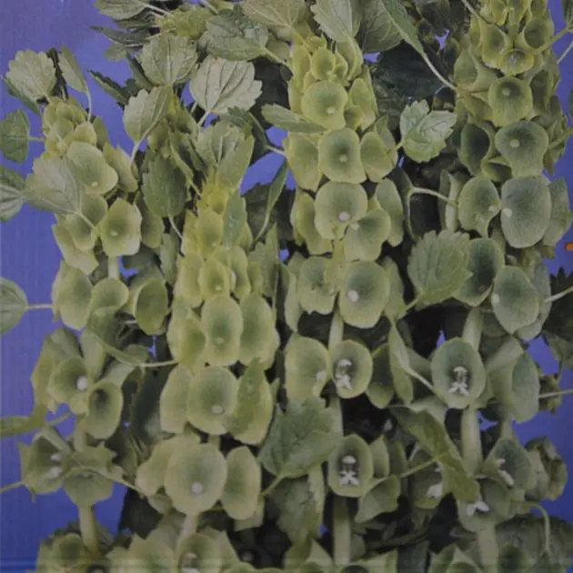 Bells of Ireland