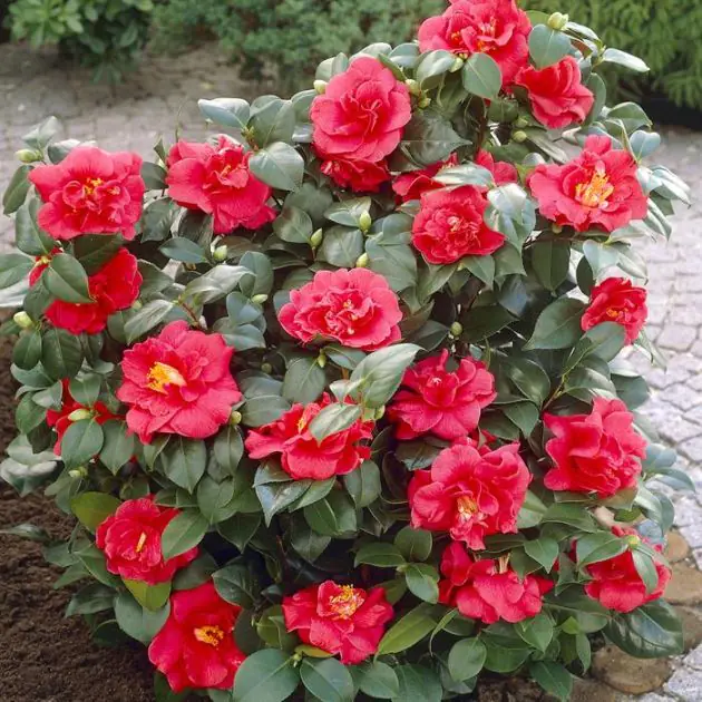 Camellia Red visions