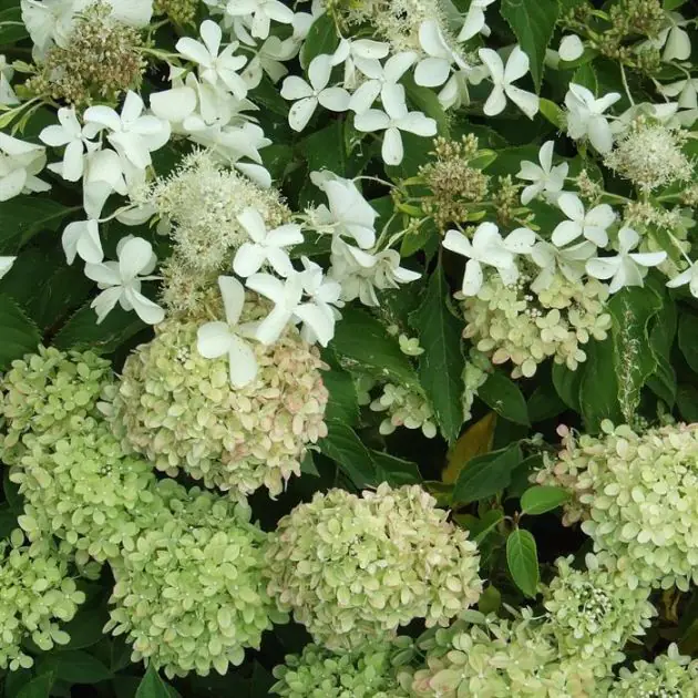 Hydrangea pan. Little Lime 03