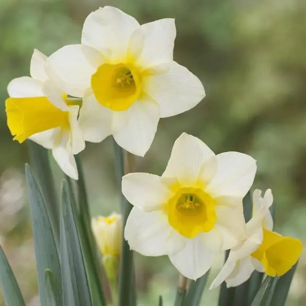 Narcissi jonquille Golden Echo v2
