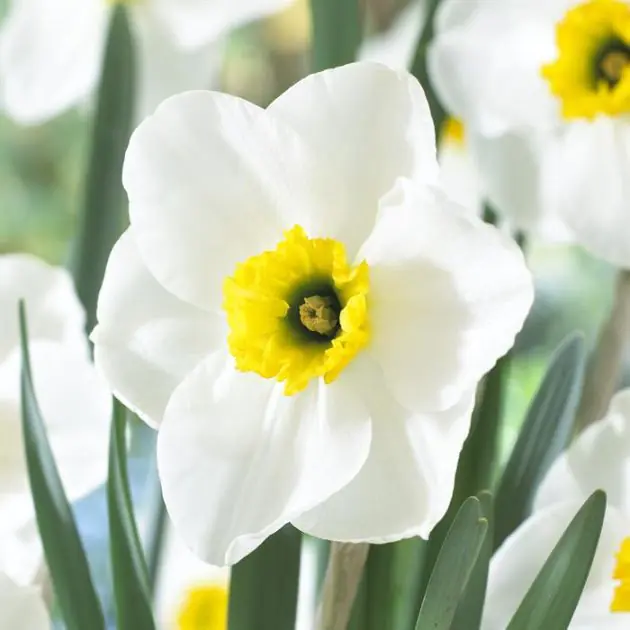 Narcissi small cupped Lancaster v2