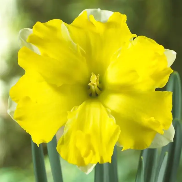Narcissi split crown Pretty in Yellow v2