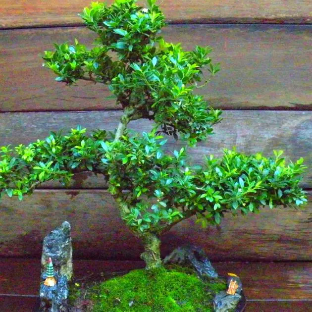 Bonsai Carmona macrophylla 15 cm