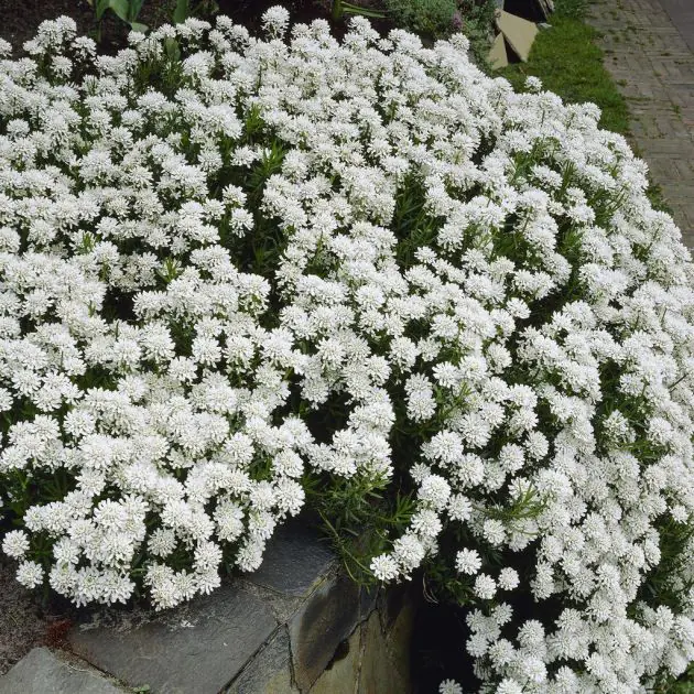Iberis Snowflake