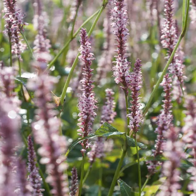 Persicaria amplex. Rosea
