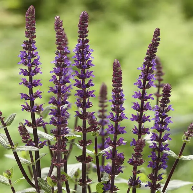 Salvia nemorosa Caradona v2