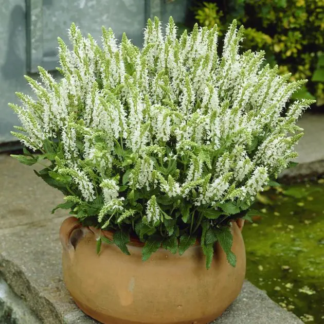 Salvia Schneehuegel v2
