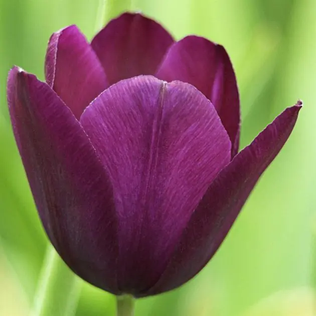 Tulip Negrita v3