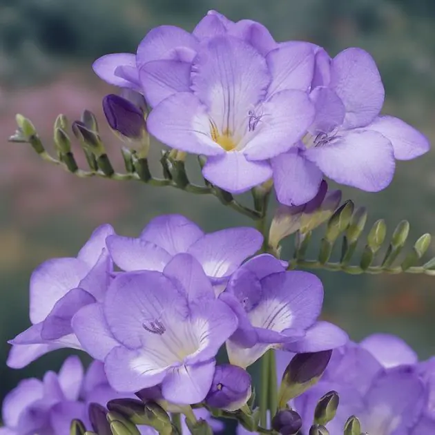Freesia single Blue v2