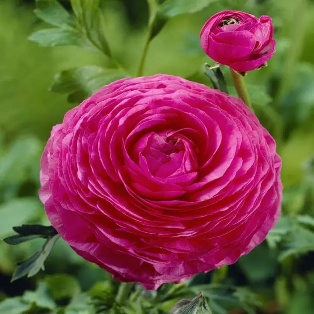 Ranunculus asiaticus pink v2