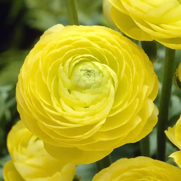 Ranunculus asiaticus Yellow v2